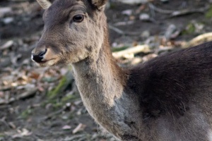 Wildlife on higher ISO