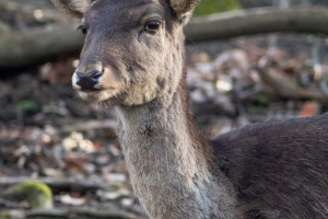 Wildlife on higher ISO