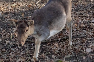 Wildlife on higher ISO