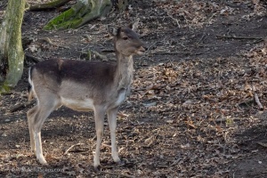 Wildlife on higher ISO