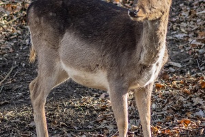 Wildlife on higher ISO