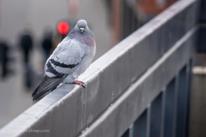 Pigeon sitting on the railing