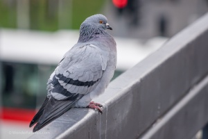 Pigeon sitting on the railing