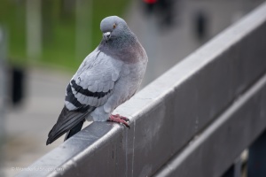Pigeon sitting on the railing