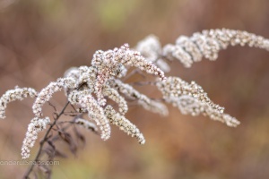 Rose hips and meadow flowers in the autumn