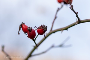 Rose hips and meadow flowers in the autumn