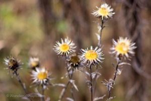 Rose hips and meadow flowers in the autumn