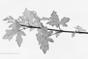 Rose hips and meadow flowers in the autumn