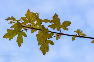 Rose hips and meadow flowers in the autumn