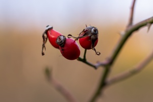 Rose hips and meadow flowers in the autumn