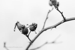 Rose hips and meadow flowers in the autumn