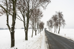 Snowy road with trees