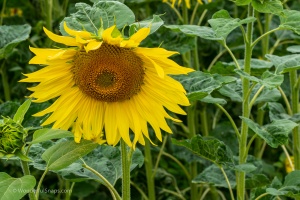 Sunflowers in the field