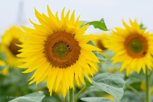Sunflowers in the field