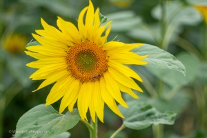 Sunflowers in the field