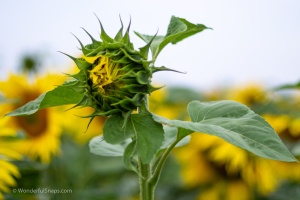 Sunflowers in the field