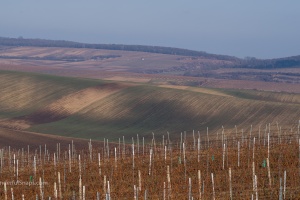 Vineyards Velke Pavlovice in the end of the winter