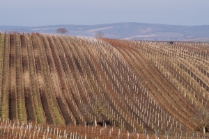 Vineyards Velke Pavlovice in the end of the winter