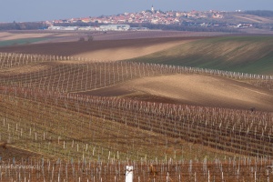 Vineyards Velke Pavlovice in the end of the winter