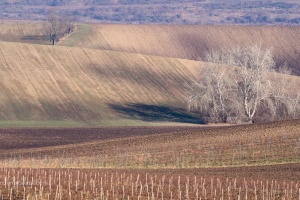 Vineyards Velke Pavlovice in the end of the winter