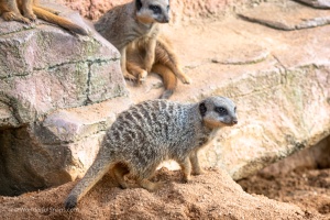 Zoo Brno – one of the first visits
