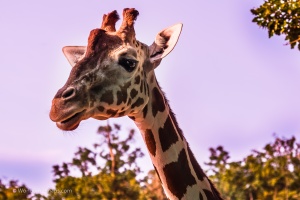 Zoo Brno – one of the first visits