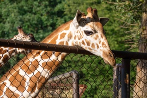 Zoo Brno – one of the first visits
