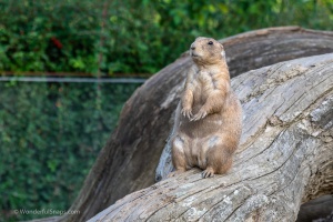 Zoo Brno – one of the first visits