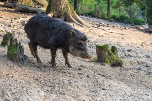 Zoo Brno – one of the first visits