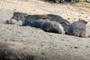 Zoo Brno – one of the first visits
