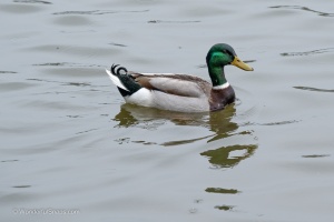 Birds fishing in the pond near Dubnany