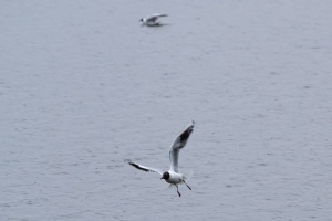 Birds fishing in the pond near Dubnany