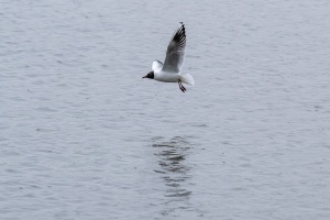 Birds fishing in the pond near Dubnany