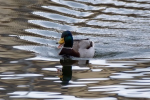 Ducks of Mercandinovy sady