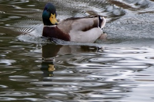 Ducks of Mercandinovy sady