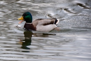 Ducks of Mercandinovy sady