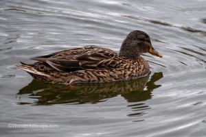Ducks of Mercandinovy sady