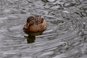 Ducks of Mercandinovy sady