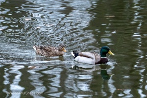 Ducks of Mercandinovy sady