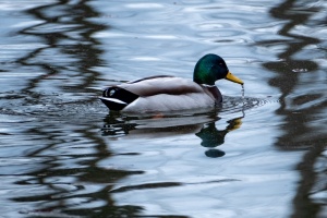 Ducks of Mercandinovy sady