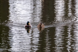 Ducks of Mercandinovy sady