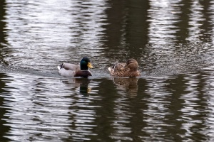 Ducks of Mercandinovy sady