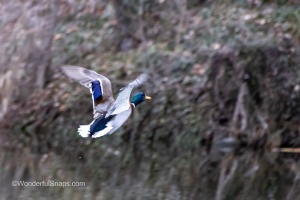 Ducks of Mercandinovy sady