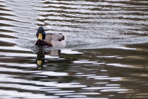 Ducks of Mercandinovy sady