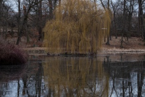 Namest nad Oslavou deer-park