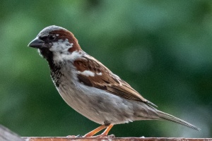 A Sparrow