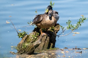 Wild Ducks at Peace in the Dubnany Waters