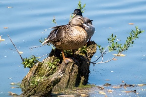 Wild Ducks at Peace in the Dubnany Waters