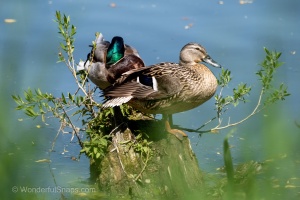 Wild Ducks at Peace in the Dubnany Waters