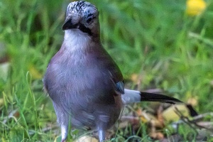 An Eurasian Jay in the Kromeriz Park on a Hunt